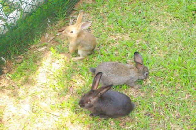 巴西烤肉自助餐双人,好吃的巴西烤肉自助