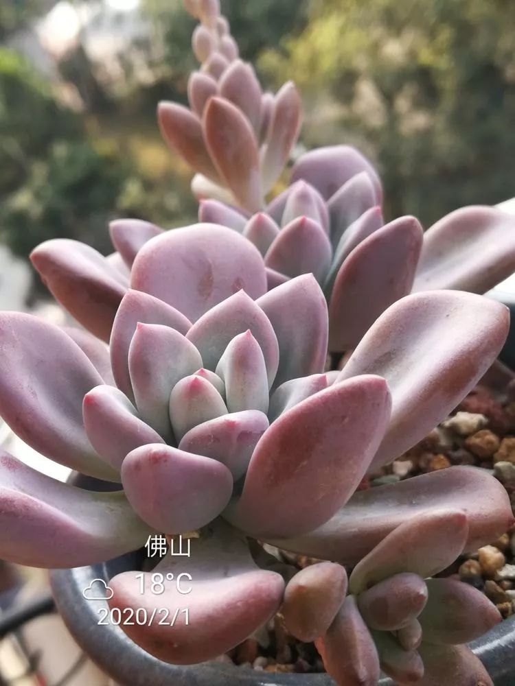 一杯清茶一道暖阳,一杯清茶温暖的时光