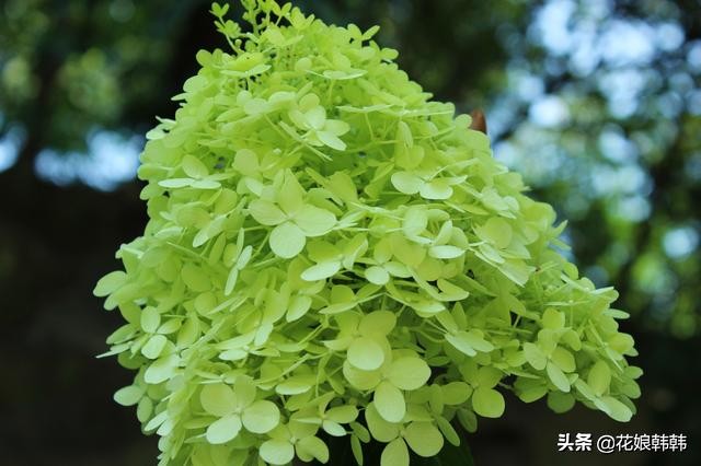 绣球怎么修剪才好,绣球的正确修剪方法