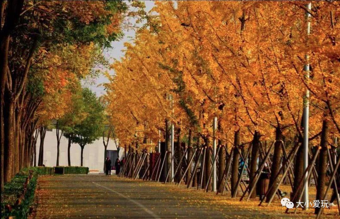 北京红螺寺银杏最佳观赏时间,北京赏银杏景区有哪些
