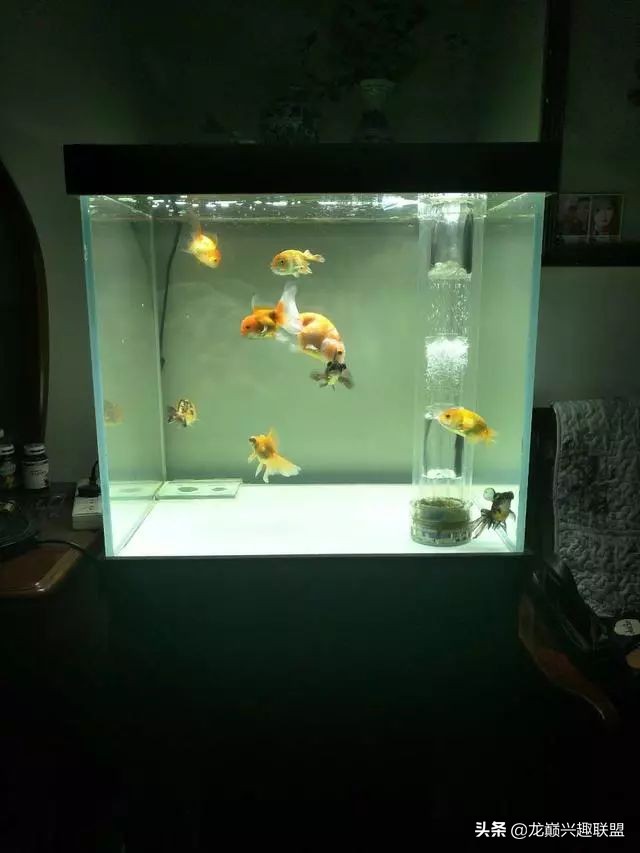 垃圾桶旁边的四方鱼缸,捡回去养了一缸金鱼,别说还挺不错