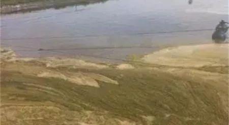 南美白对虾进食慢是什么原因,南美白对虾慢料解决方案