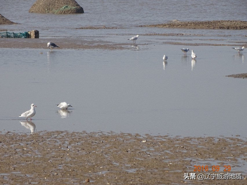 营口黄金海岸沙滩,营口北海海滩攻略