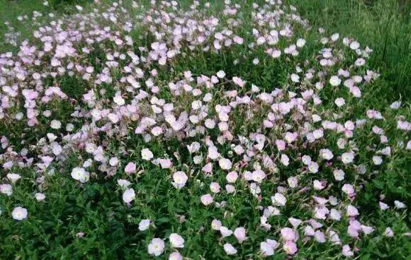 花儿养不好一定要学会这几招,花儿总是养不活