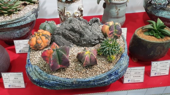 多肉欣赏桃美人,多肉植物欣赏