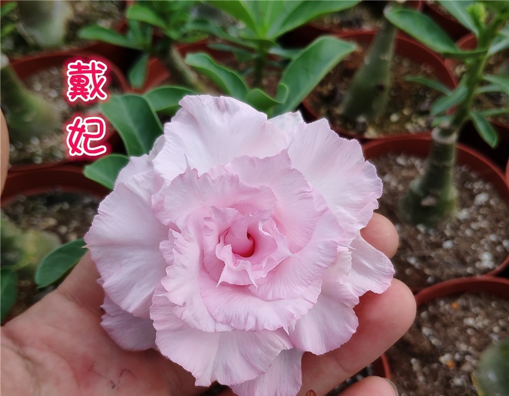 84个沙漠玫瑰品种，收起来慢慢看，待到来年春天选几种喜欢的养