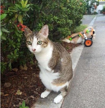 猫咪爪子被烫了怎么办,猫咪爪子被割伤怎么处理