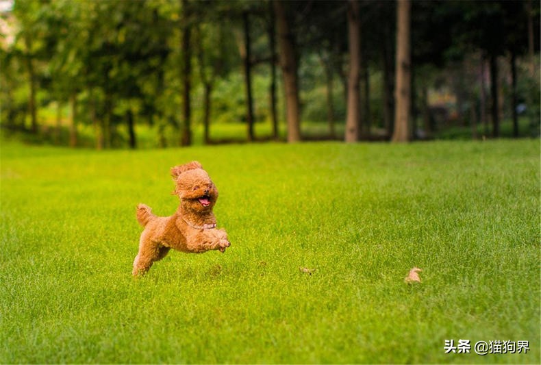 泰迪为什么那么惹人讨厌,为什么讨厌泰迪