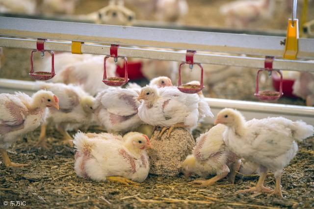 产蛋鸡脱肛应该用什么药,鸡产蛋高峰期脱肛是什么原因