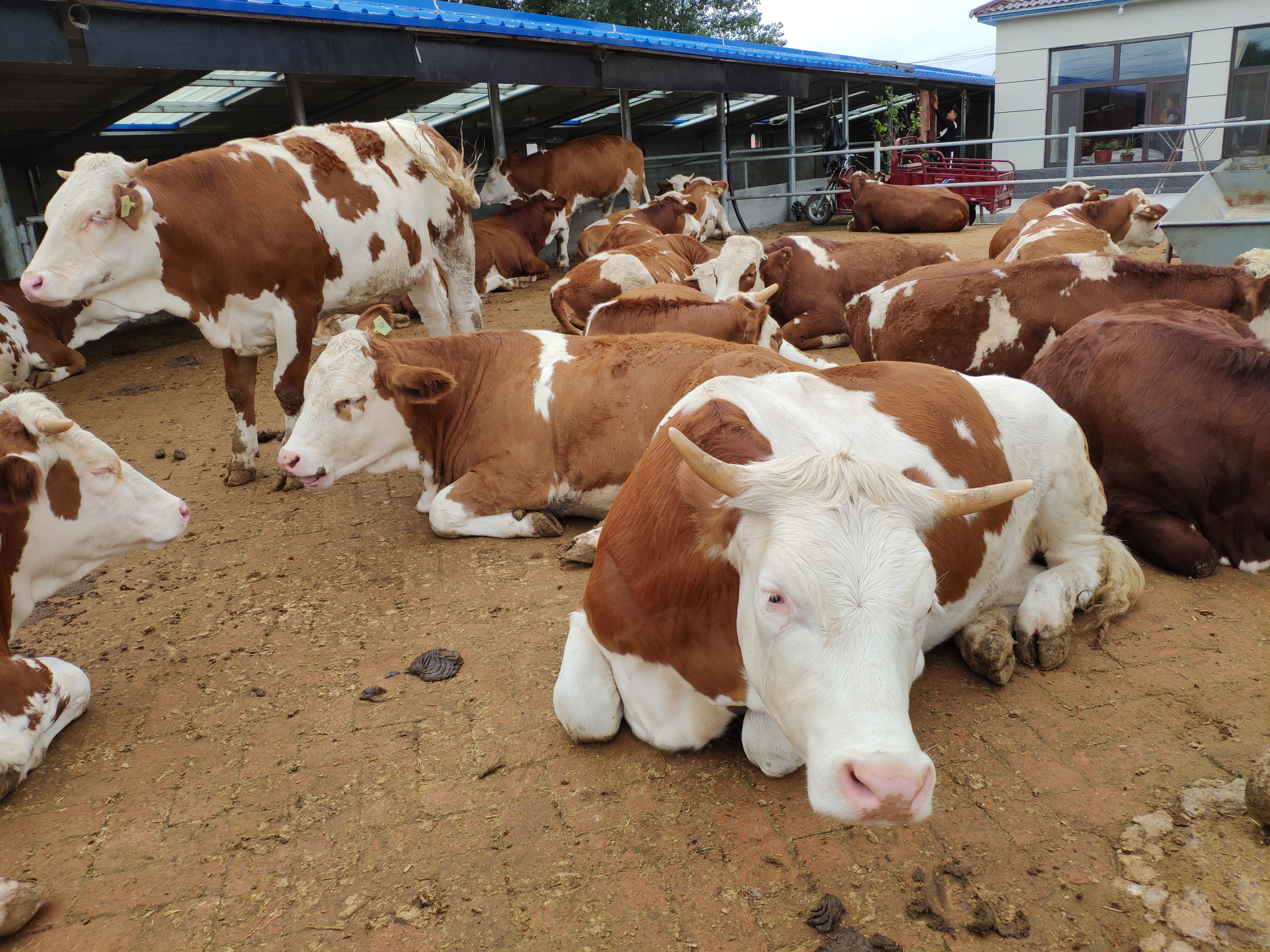 养殖行业的辛苦和付出,养殖是个辛苦活