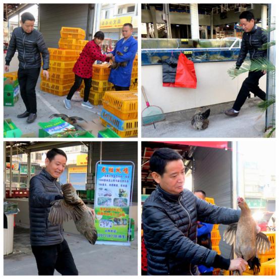 龙胜凤鸡竟“飞”入海鲜市场，“高规格”背后大有文章