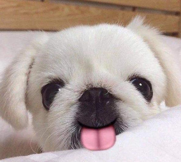 狗狗健康知识萌宠,狗狗不幸感染寄生虫兽医帮它弄掉