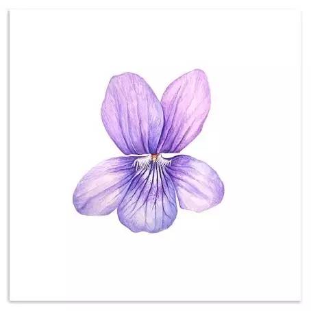 超写实绘画真实吗,超写实的植物绘画