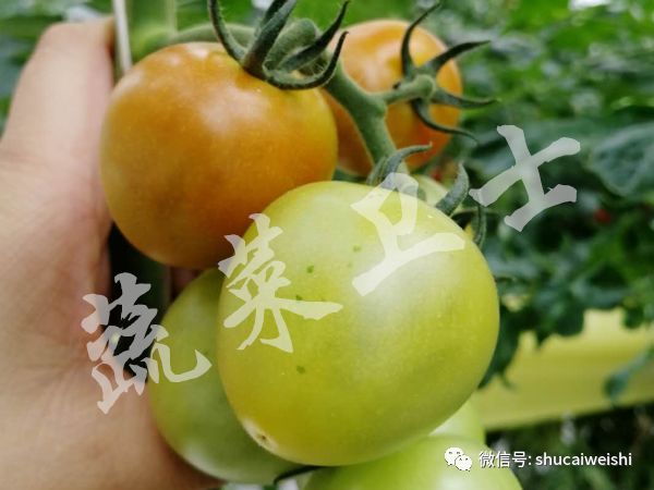 番茄褪绿病毒病特效药,西红柿褪绿病毒怎么引起的