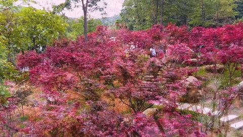 走，去太和！帽峰山下赏红叶、逛农庄、吃烧鸡、住民宿……
