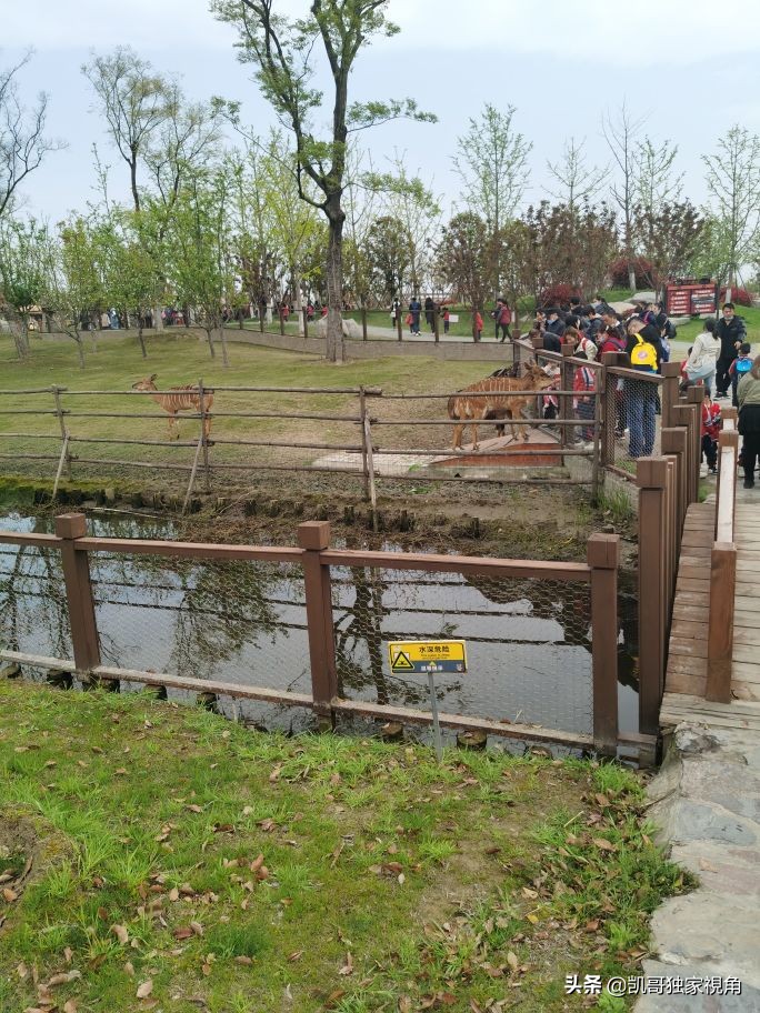 不一样的南通动物园,南通森林野生动物园和上海动物园