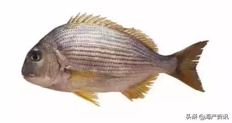 科普海洋鱼类知识儿童,海洋鱼类科普大全图解