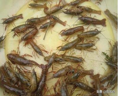 小龙虾饵料有哪几种？如何鉴别优劣呢？