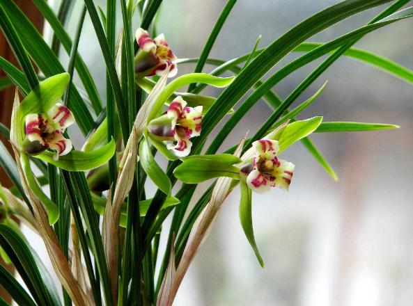 给新手介绍几款养不死的兰花品种,最便宜好养最皮实的兰花品种