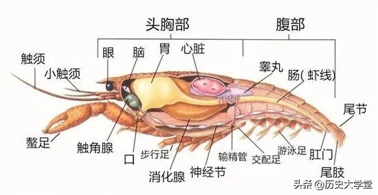 为什么小龙虾成为夜宵之王,小龙虾为什么能成为夜宵之王