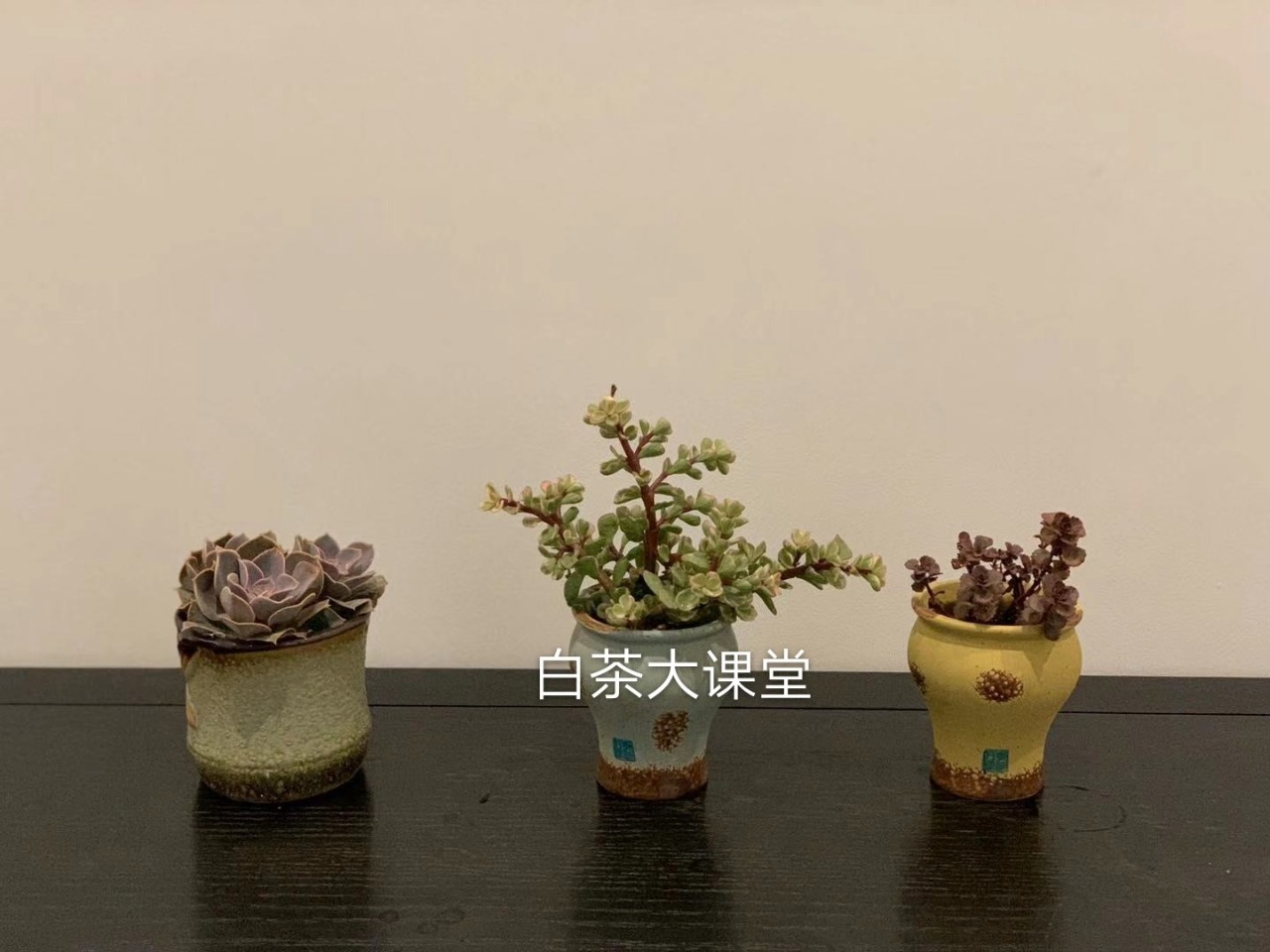 白茶要如何泡茶好喝又简单,泡茶的正确方法和泡白茶步骤视频