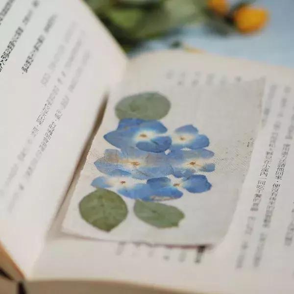 干花各种效果,干花的使用方法大全