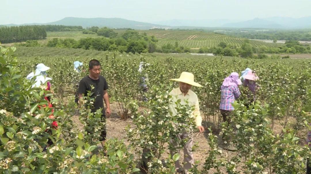 四川小黑果,新水果小黑果