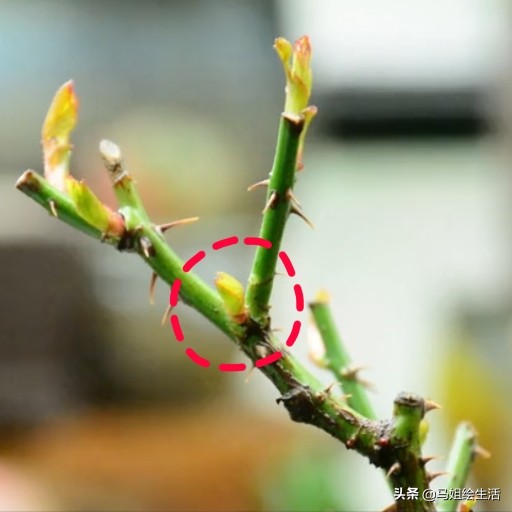 月季下面的芽点是不是要去掉,月季每个叶片都发了芽点怎么处理