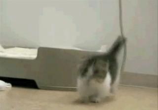 为啥猫猫拉完粑粑之后会疯跑,猫猫每次拉完屎就疯跑