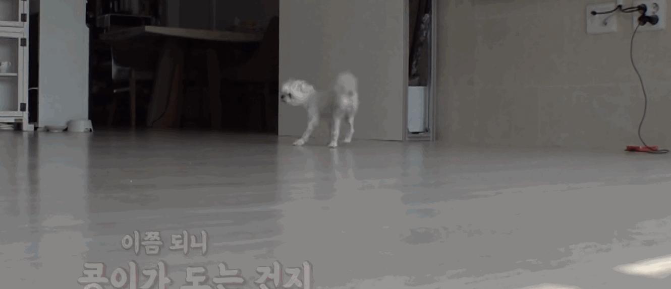 狗狗一直转圈圈还用爪子刨被子,狗狗每天都趴又拉又吐