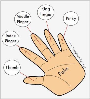 有关人体肢体部位的英语词汇,人体部位英文词汇学习