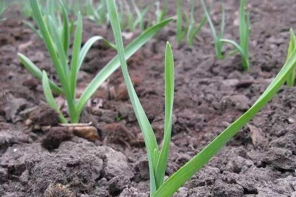 大蒜种植的技术与方法,大蒜种植方法和最佳时间