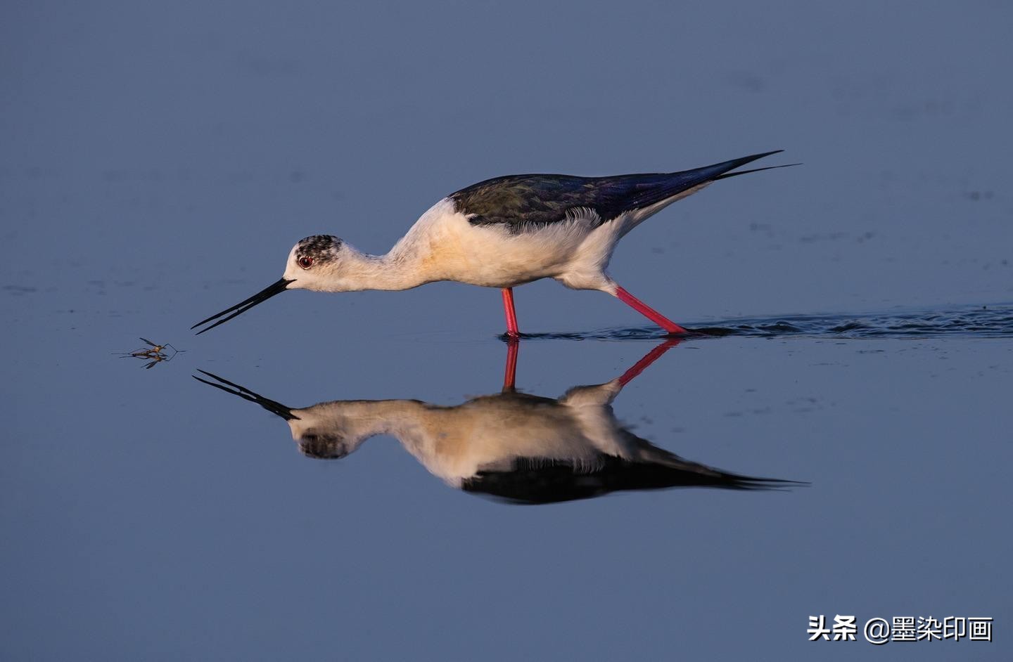 观鸟拍鸟最佳效果图,如何拍鸟这些鸟类摄影技巧要学会