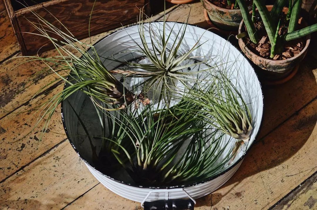 金盆洗手吧，植物杀手们