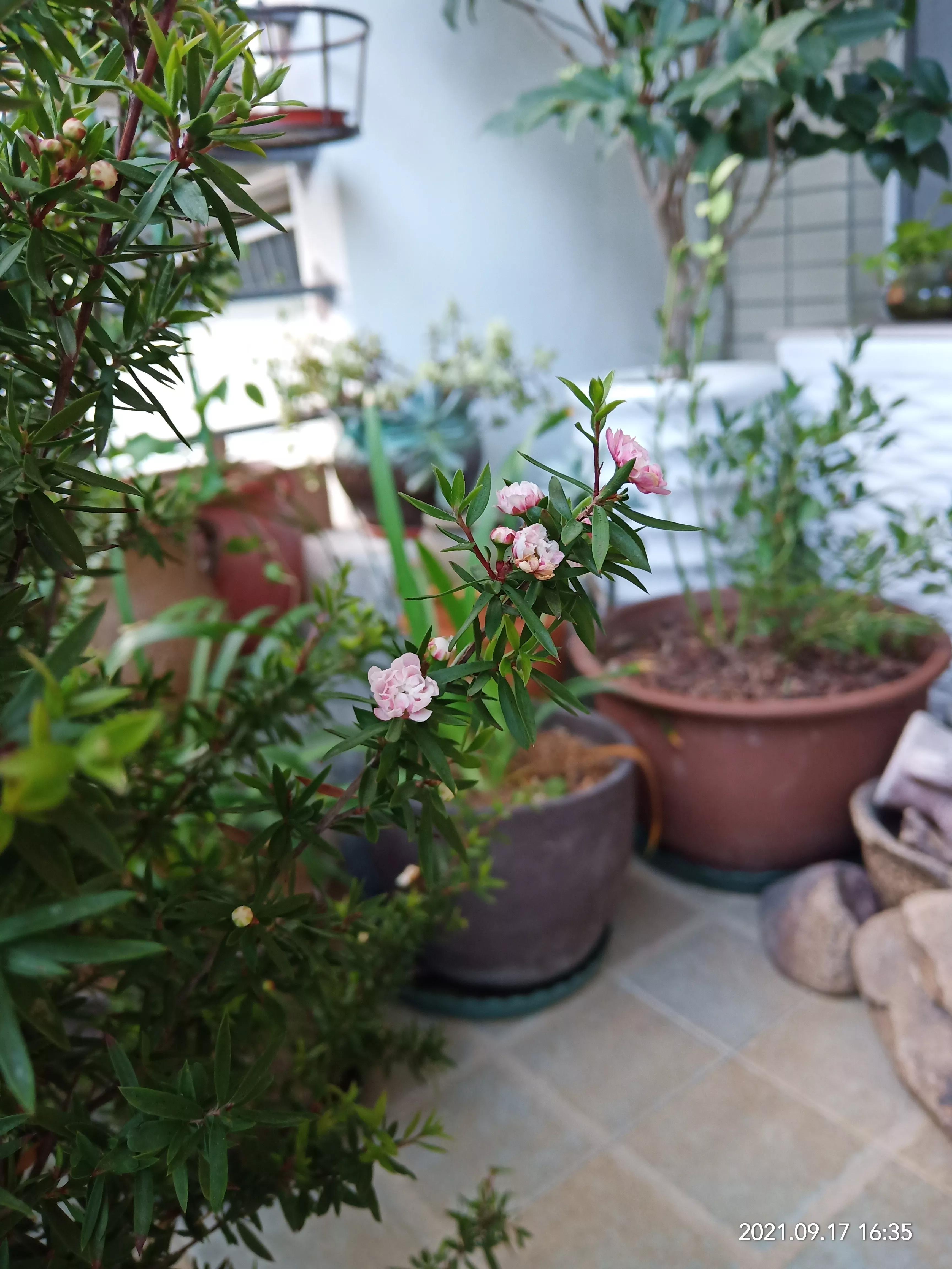 松红梅醒花方法,松红梅催花