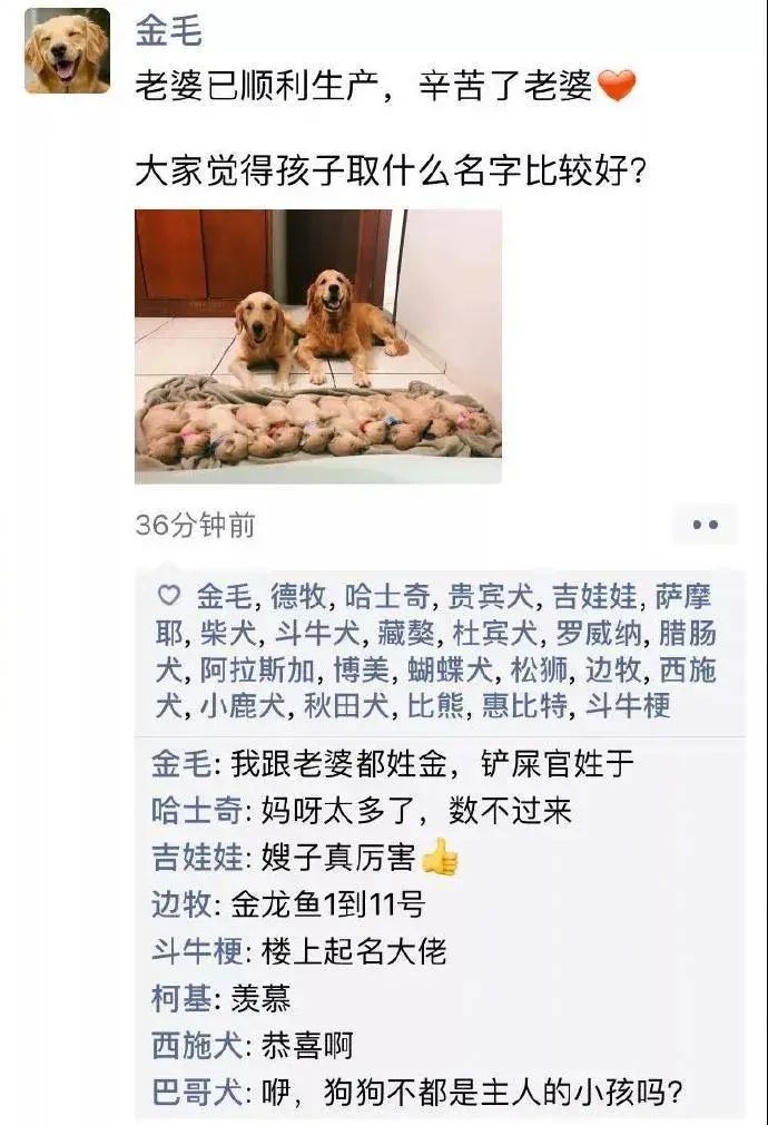 假如狗狗也有微信朋友圈,狗狗第一天来你家怎么发朋友圈