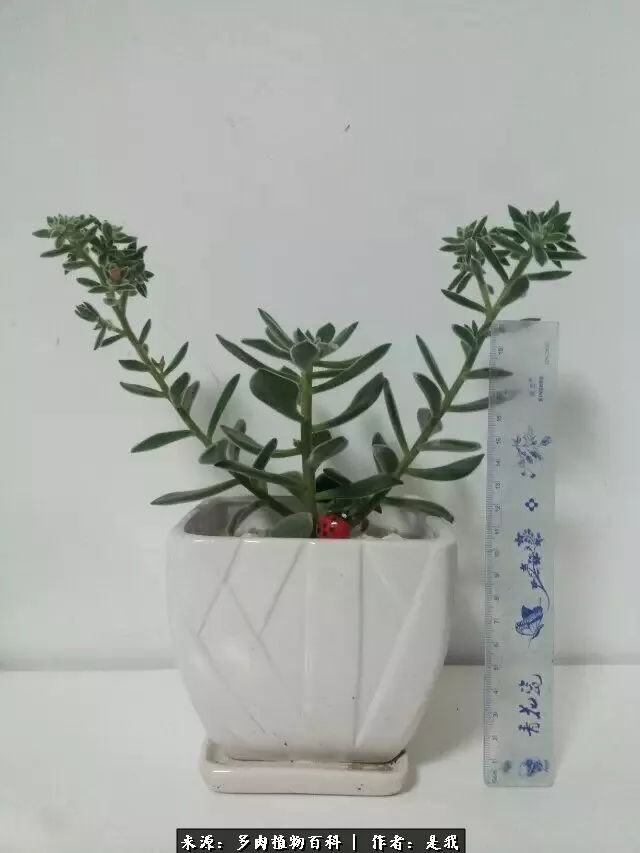 偶遇多肉的感言,偶遇山中多肉