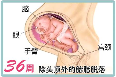 怀孕30-34周胎儿能长多少斤,孕期怎样控制体重宝宝生出来六斤