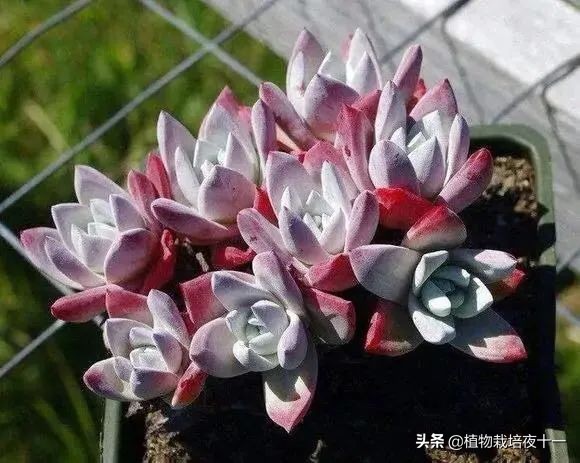 多肉补氨基酸,初霜仙女杯多肉