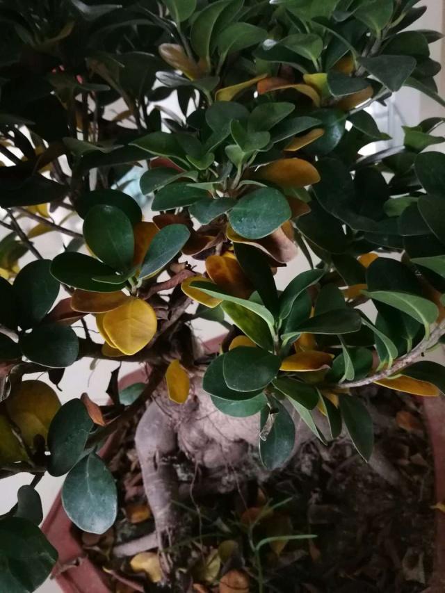 榕树移栽发芽慢,榕树养殖温度