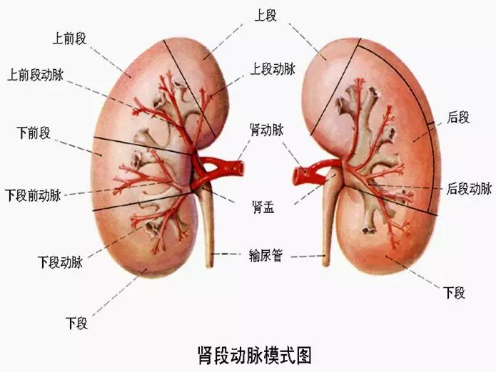 泌尿系统解剖图谱大全,2022泌尿系统的解剖生理讲解课程