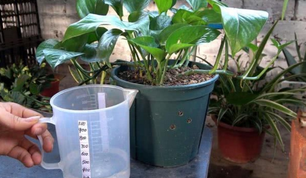 绿萝喜阴怎么养,绿萝的三大功效