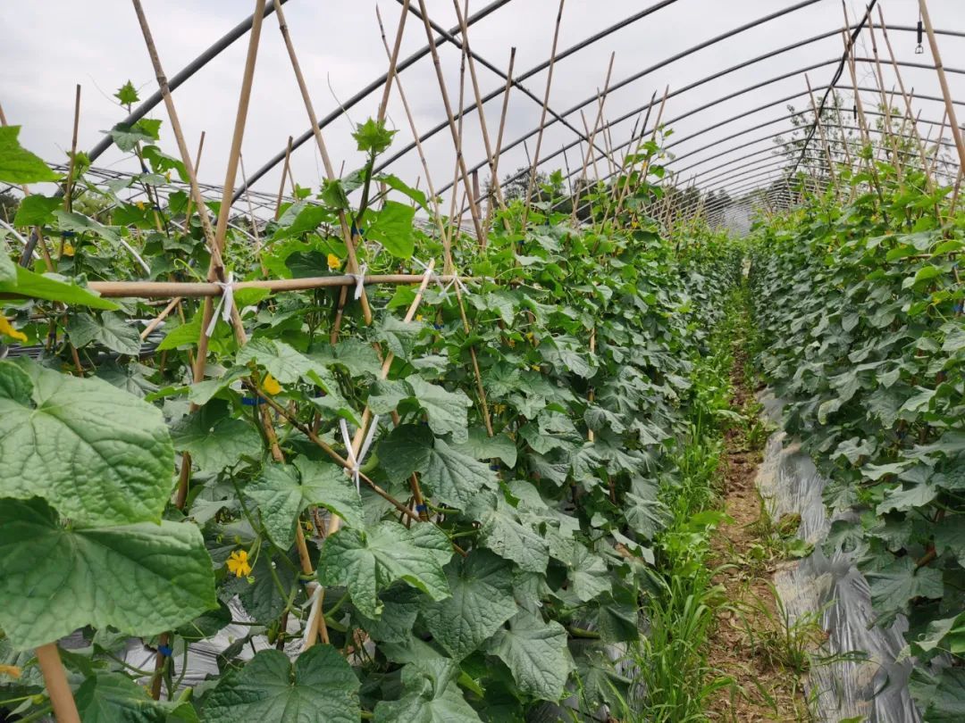 附近浏阳特色餐厅蒸菜,浏阳妇幼保健院旁边的蒸菜馆