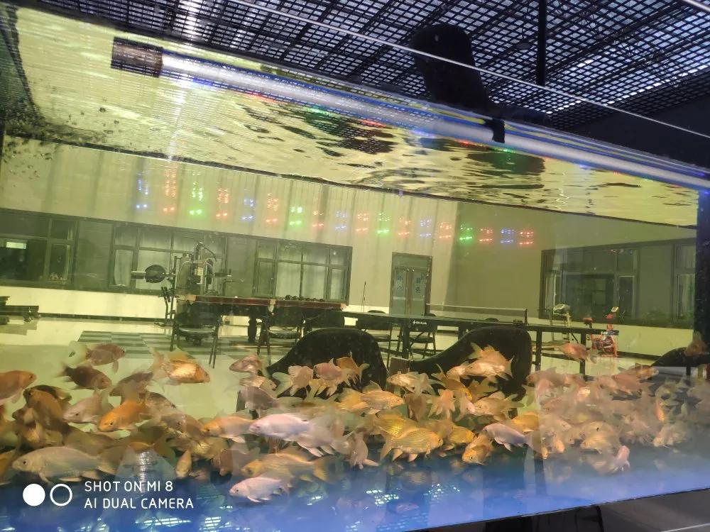 如何形成强大过滤系统,怎样建立过滤强大的生态鱼缸