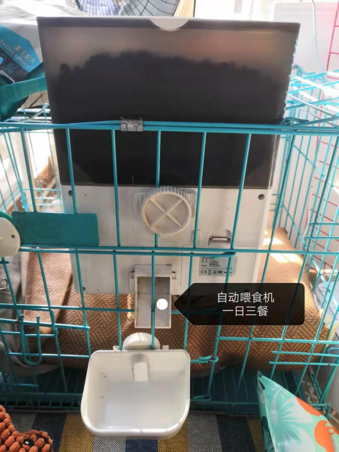 遛狗大爷传授养狗实用技巧,科学养狗狗攻略