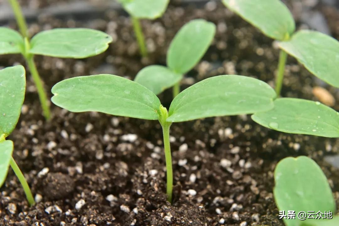 甜瓜缓苗期怎样管理,甜瓜育苗怎样保湿