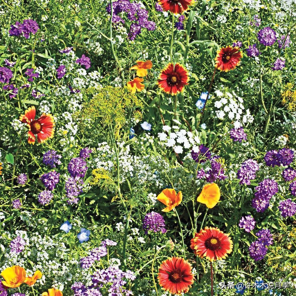 适合阳台养的月季品种推荐,盆栽月季哪些品种比较好养