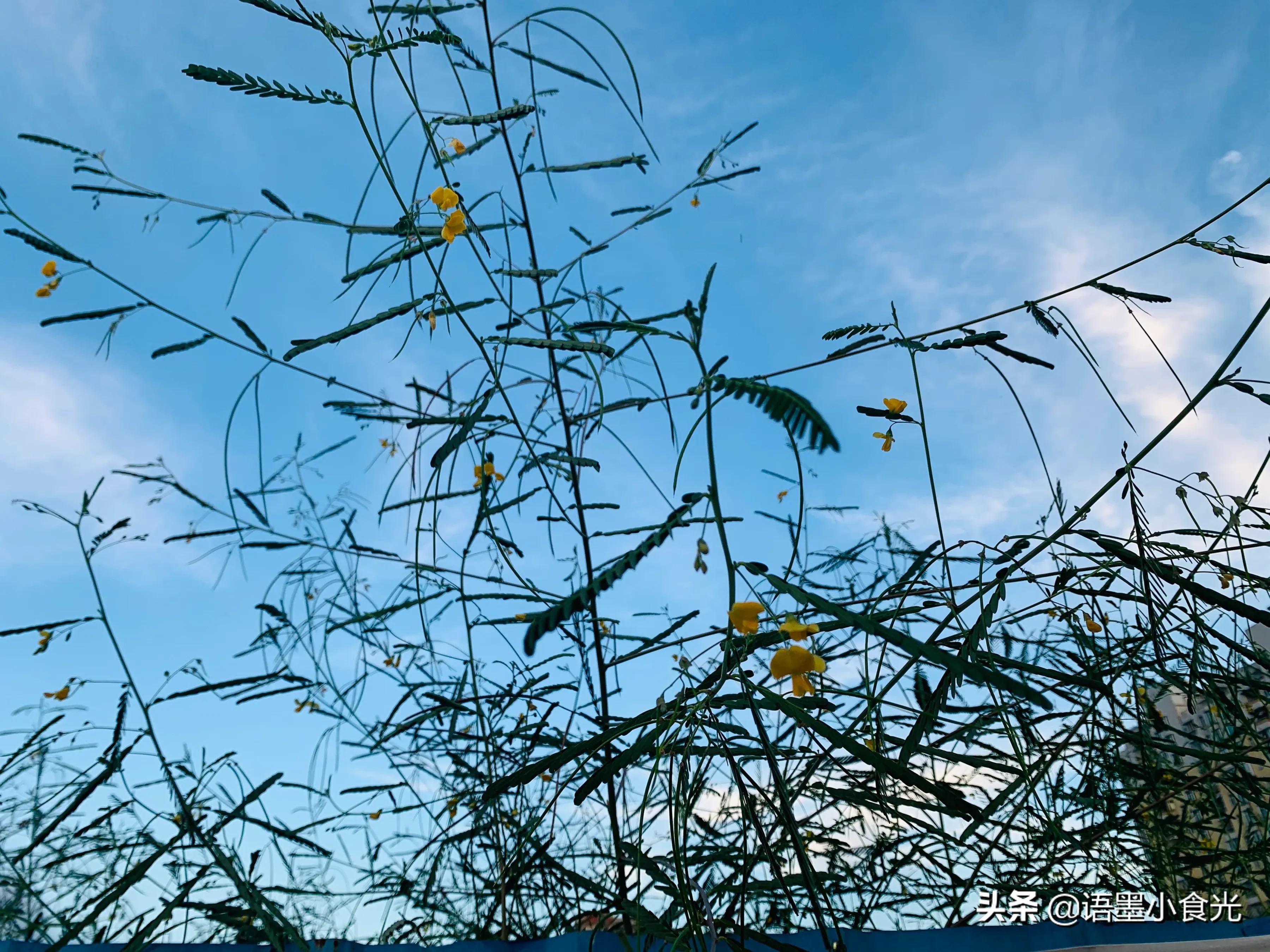 油豆腐怎么做才不油腻,简单的烹饪油豆腐