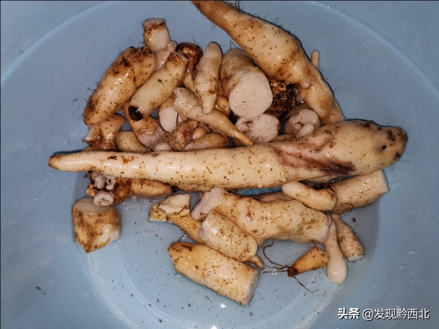 发现黔西北|毕节农村一种叫毛蕉的植物,做成食物很多人没有见过
