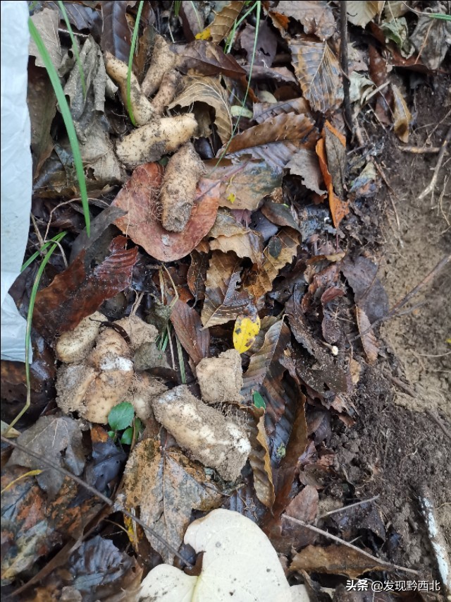 发现黔西北|毕节农村一种叫毛蕉的植物,做成食物很多人没有见过